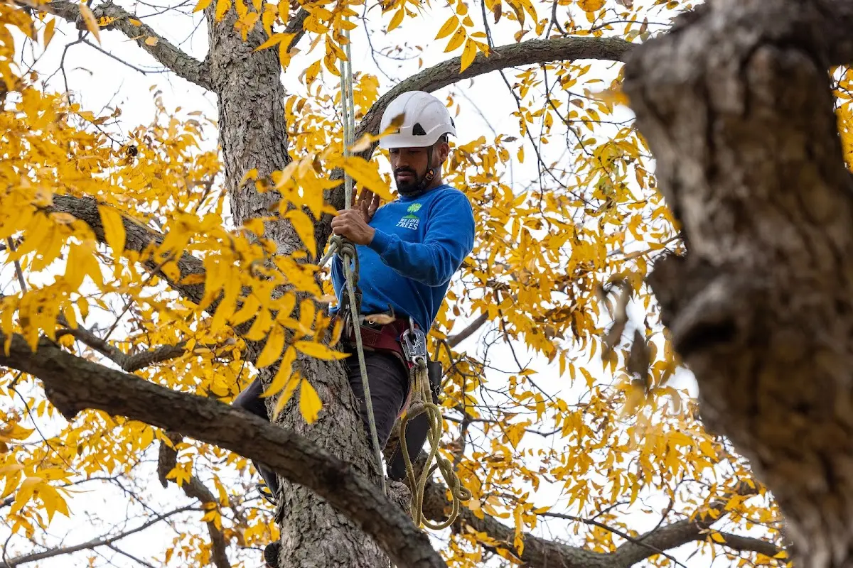 Skilled Tree Pruning crew working in Danbury